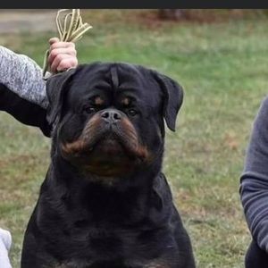 Meet your Posher, Tyron